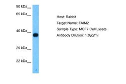 FAIM2 Antibody, Novus Biologicals 100 &mu;L | Buy Online | Novus Biologicals | Fisher Scientific